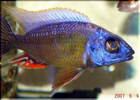 配送 熱帯魚 アフリカンシクリッド オス1匹 メス2匹（トリオ