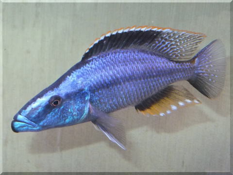 マラウィ湖産シクリッド